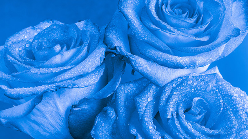 En bukett med blå rosor